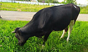 Нетель черно-пестрая от молочной коровы Зюкайка