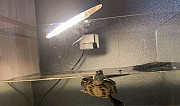 Красноухая черепаха Челябинск