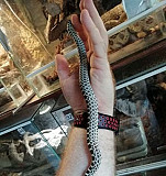 Гоферовые змеи (Pituophis Catenifer Sayi) Краснодар