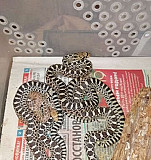 Гоферовые змеи (Pituophis Catenifer Sayi) Краснодар