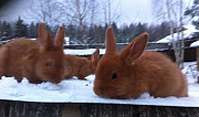 Кролики мясного назначения Москва