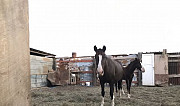 Лошадь Ахтубинск