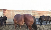 Лошадь Ахтубинск