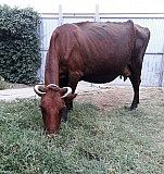 Корова Чернолесское