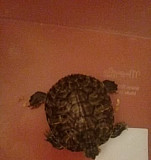 Черепаха Самара