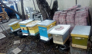 Пчелиные семьи.Матки Кинешма