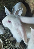 Белый паннон самцы чистокровные крольчата Подстепки