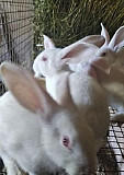 Белый паннон самцы чистокровные крольчата Подстепки