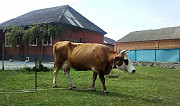 Корова Шали