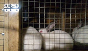 Кролики Новоселки