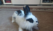 Продается декоративный кролик Новочеркасск