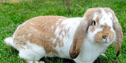 Продам кроликов фландеров, французских баранов Курск