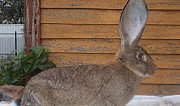 Продам кроликов фландеров, французских баранов Курск