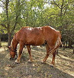 Лошадь Ермолаево