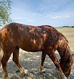 Лошадь Ермолаево