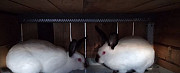 Кролики Ульяновск