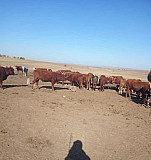 Продаю быков Арзгир