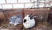 Кролики Курск