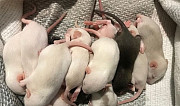Крысята дамбо Ессентуки