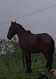 Лошадь Ансалта