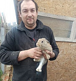 Кролики Смоленск