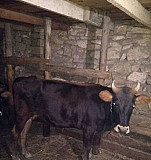 Корова,бычок и молодые телята Дербент