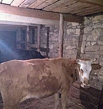 Корова,бычок и молодые телята Дербент