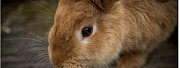 Кролики Ахтубинск