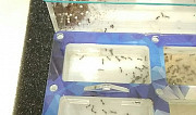 Муравьиная семья. Messor муравьи жнецы. Ферма Москва