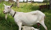 Козы заанненские с козлятами Саратов