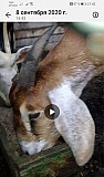 Англо-нубийская 100 коза Можайск