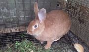 Кролики Бургундские,Шиншилла и др мясные породы Черноголовка