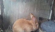 Кролики Бургундские,Шиншилла и др мясные породы Черноголовка