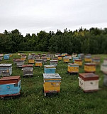 Продам пчелосемьи после откачки меда Аркадак
