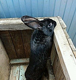 Кролики мясной породы Чапаевск