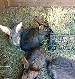 Кролики мясной породы Чапаевск