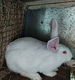 Кролики породы Паннон Романовская