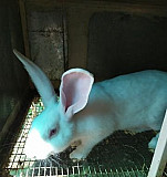 Кролики породы Паннон Романовская