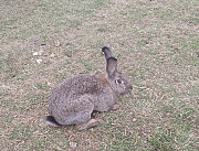Кролик Маджалис