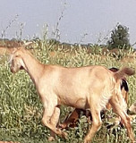 Коза нубийская Саратов