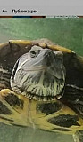 Черепаха Новошахтинск