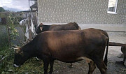Корова Кашхатау