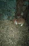 Кролики Родионово-Несветайская