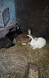 Кролики Родионово-Несветайская