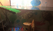 Красноухие черепахи и аквариум Владимир