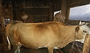 Коровы Астрахань