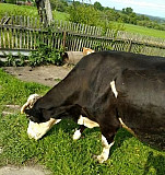 Корова Новосиль