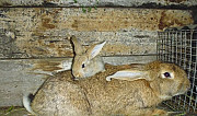 Кроликов фландер Майна