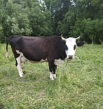 Продам корову Сатинка