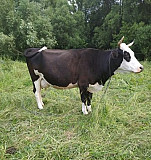 Продам корову Сатинка